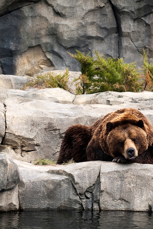 Отдыхающий бурый медведь