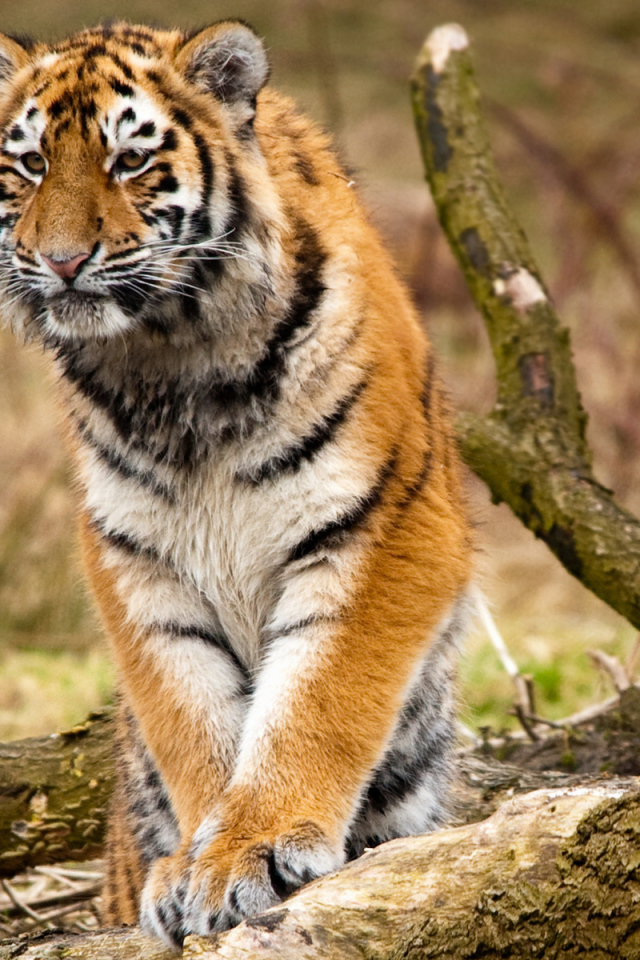 Сибирский тигр