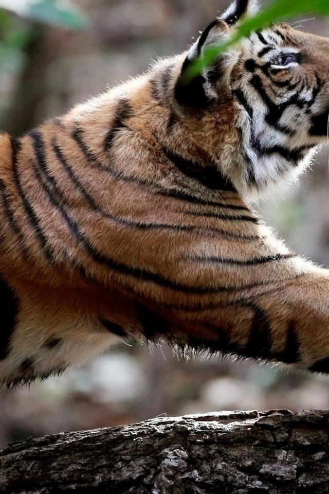 Потягивающийся тигр