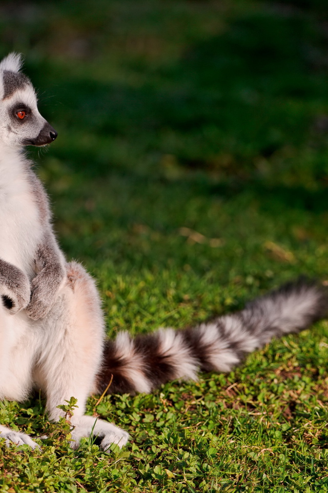 Сидящий лемур