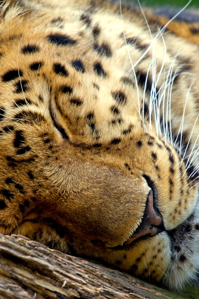 Спящий леопард