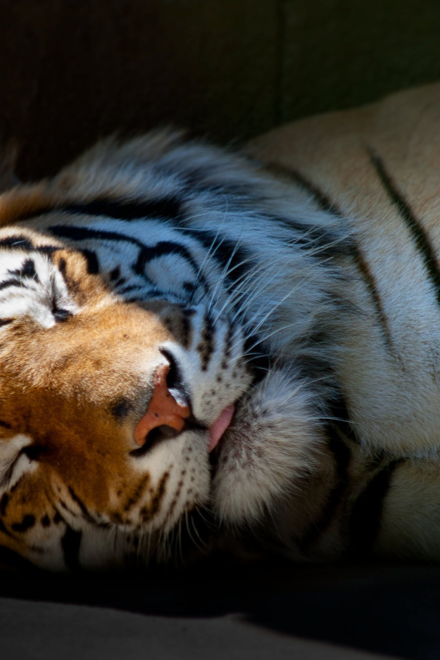 Спящий тигр