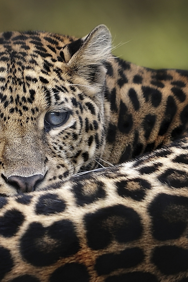 Дымчатый леопард