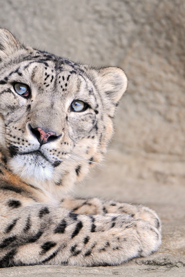 Снежный леопард