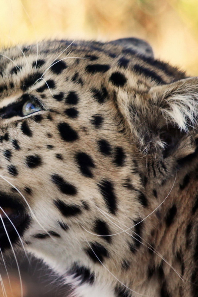 Снежный барс