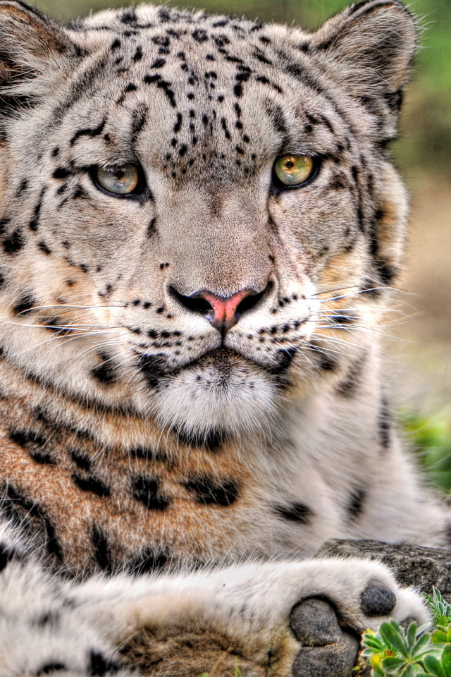 Снежный барс