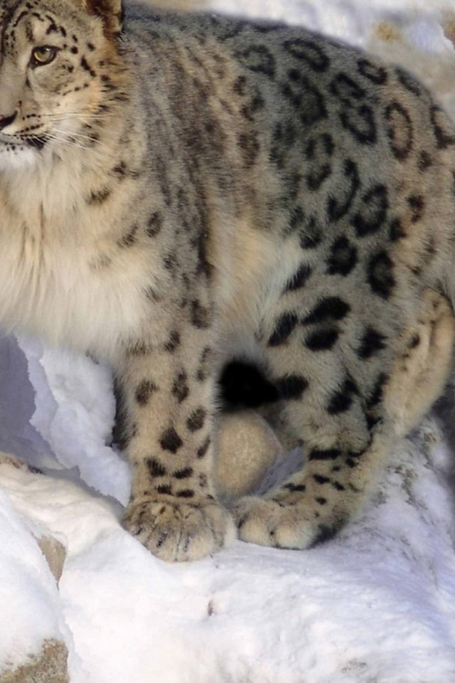 Ирбис на скале