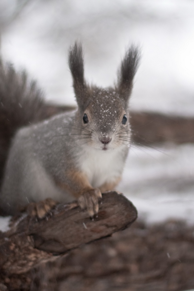 Белка на дереве