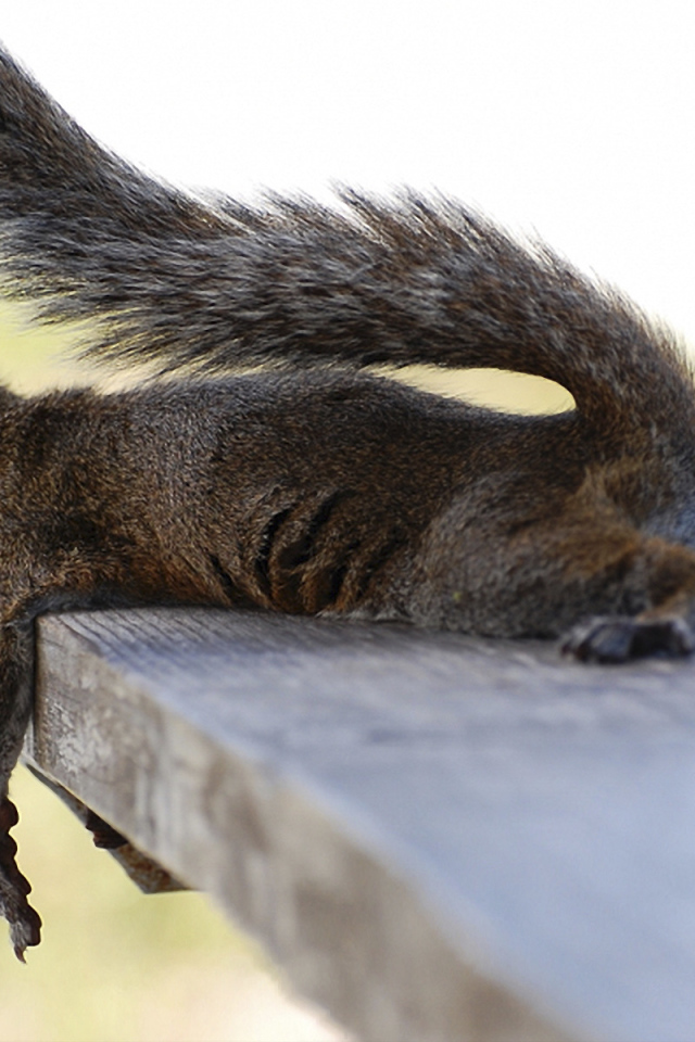 Белка на лавочке