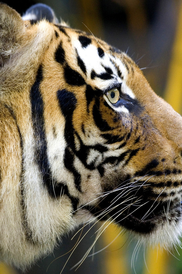 Полосатая морда