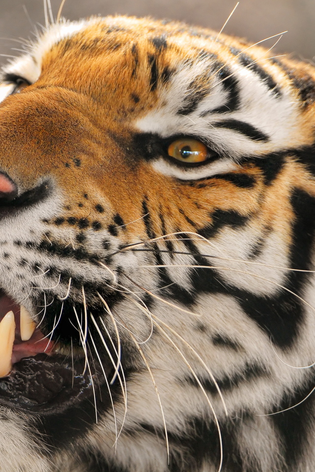 Амурский тигр