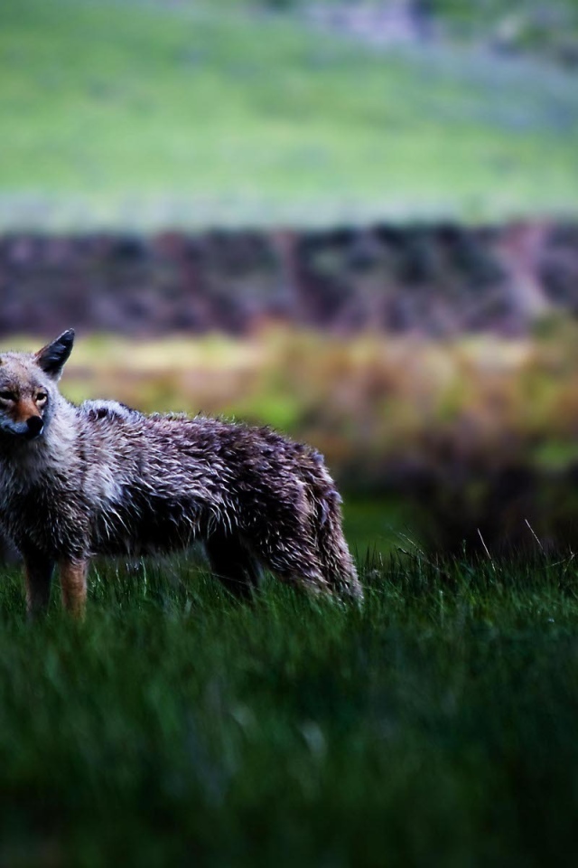 Койот в степи