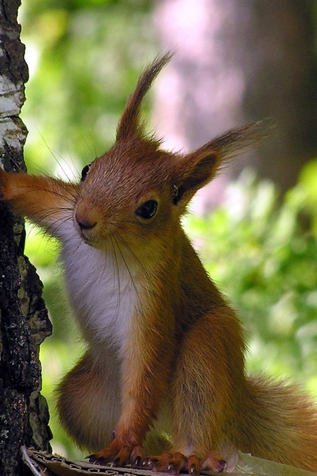 Любопытная белка
