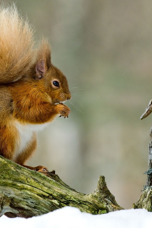 Орешки белочка грызет