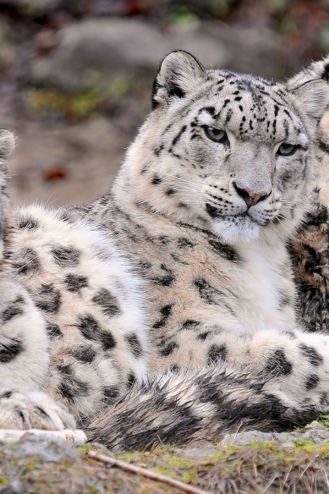 Три снежных барса