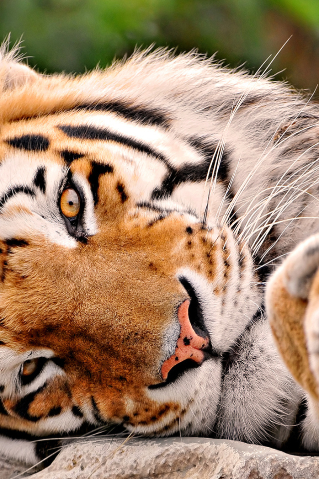 Тигриная мордашка