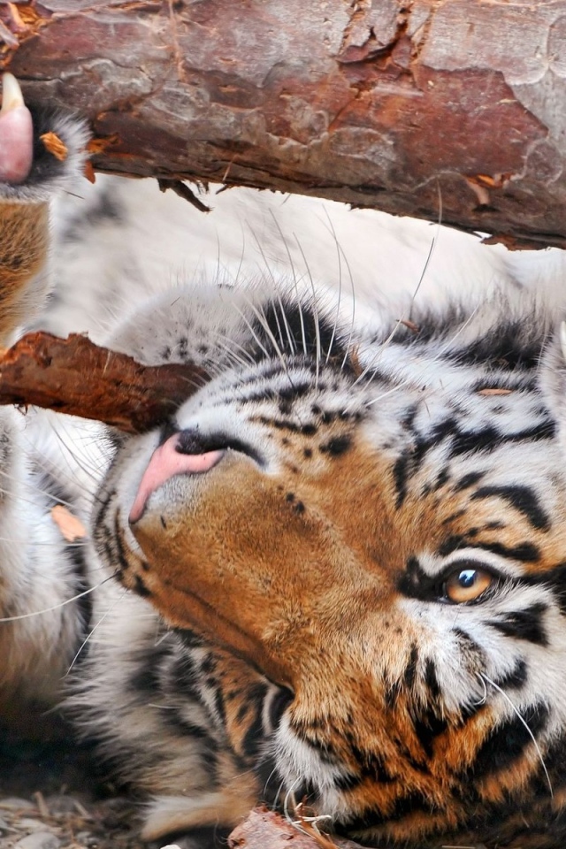 Тигр и бревно