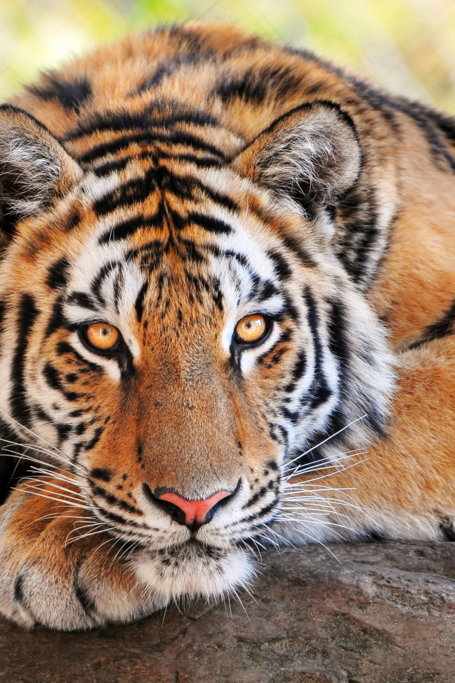 Тигриный взгляд