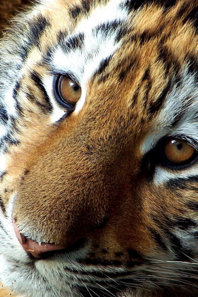 мордашка Тигренка