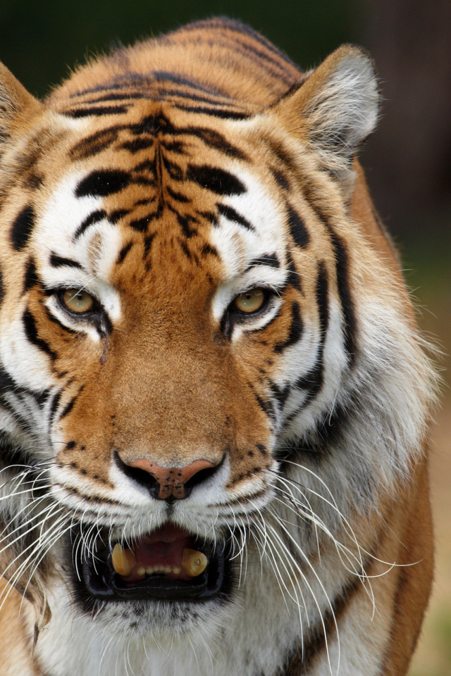 Тигриные клыки