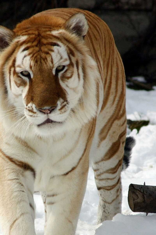 Тигр на снегу