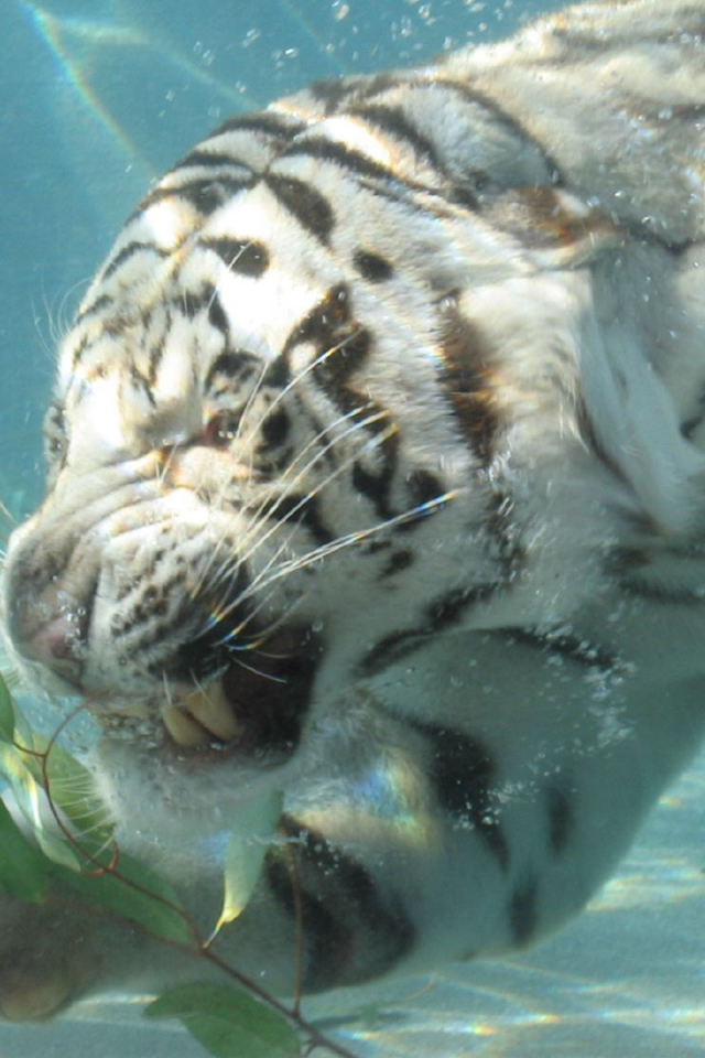 Тигр под водой