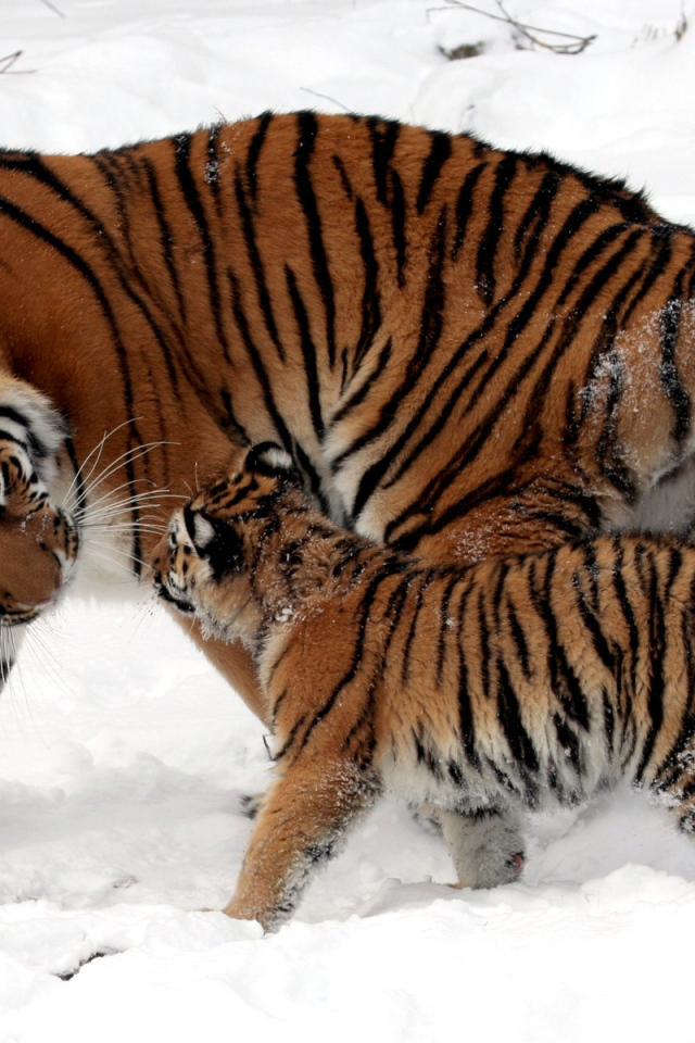 Тигрица и котенок