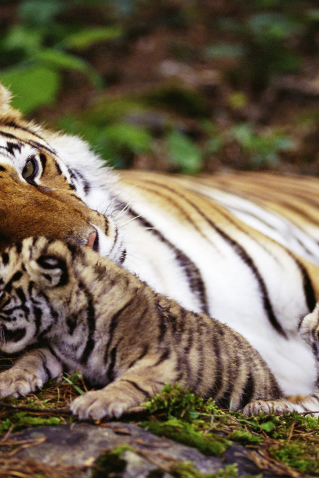 Тигрица и котята