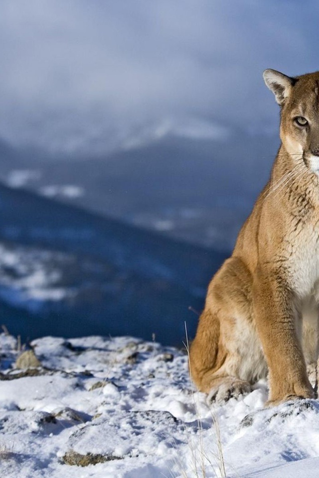 Уставший зверь