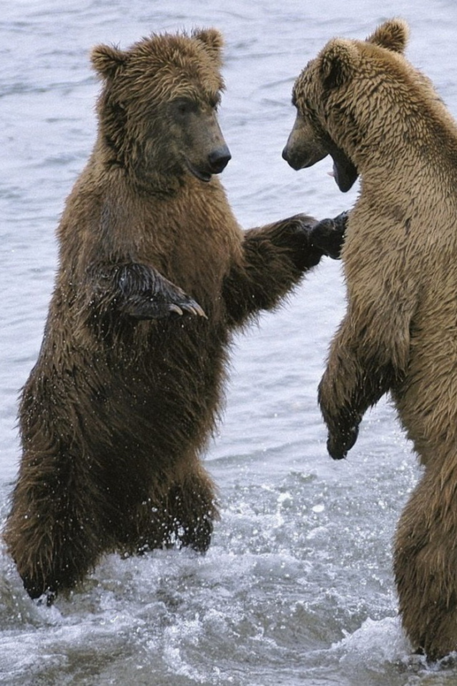 Два медведя