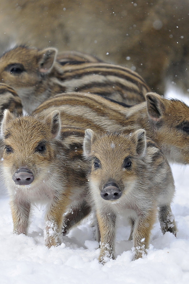 Дикие поросята