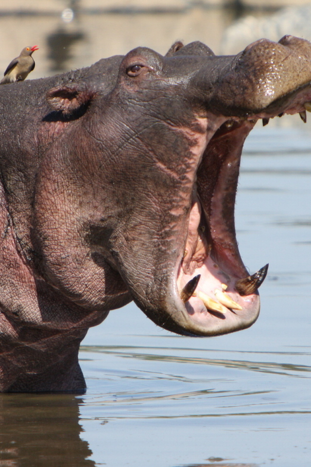Зевающий бегемот