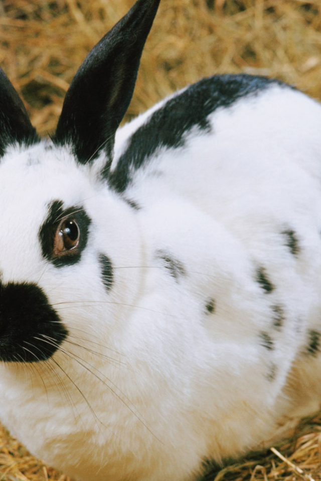 пятнистый Кролик