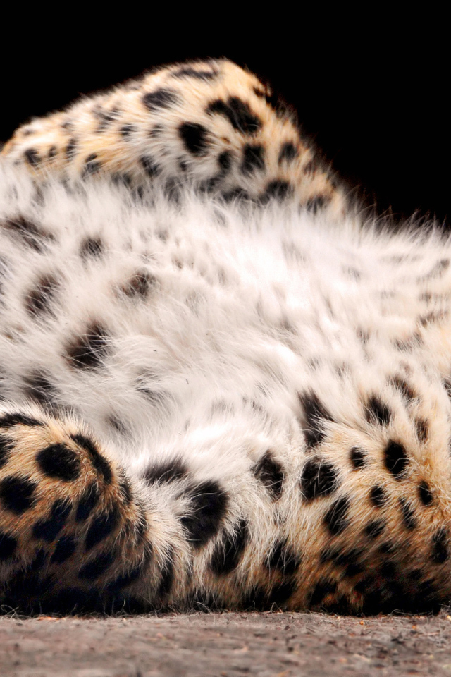 валяющийся Леопард