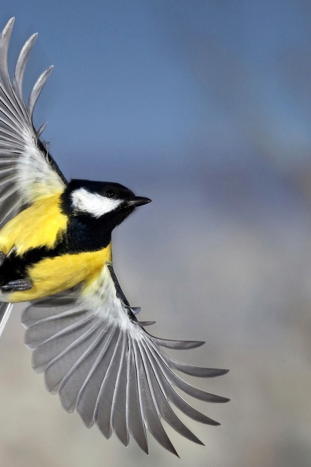 Синица в полете