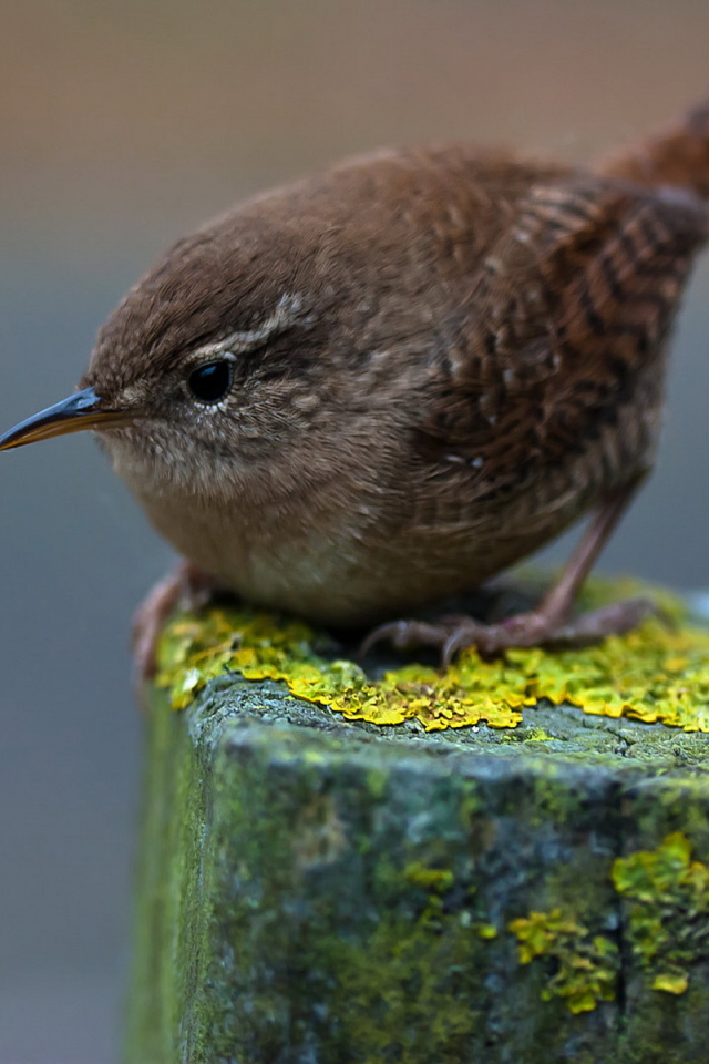 Птичка на пне