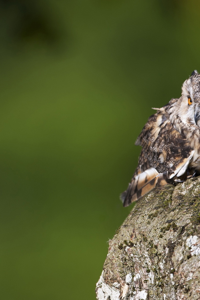 Одинокий филин