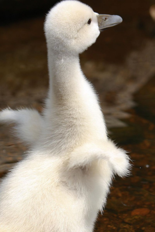 Молодой лебедь