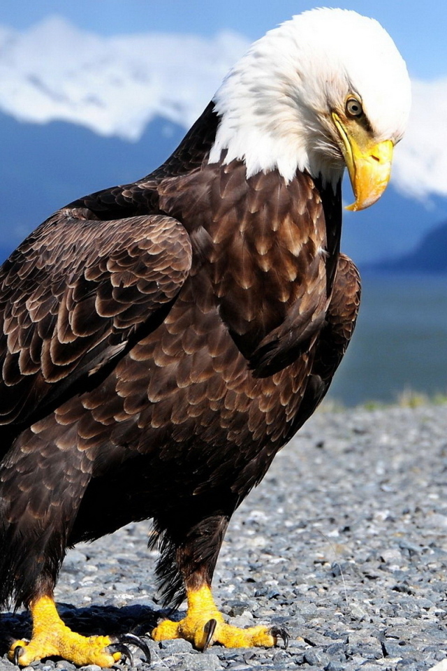 Белоголовый орлан