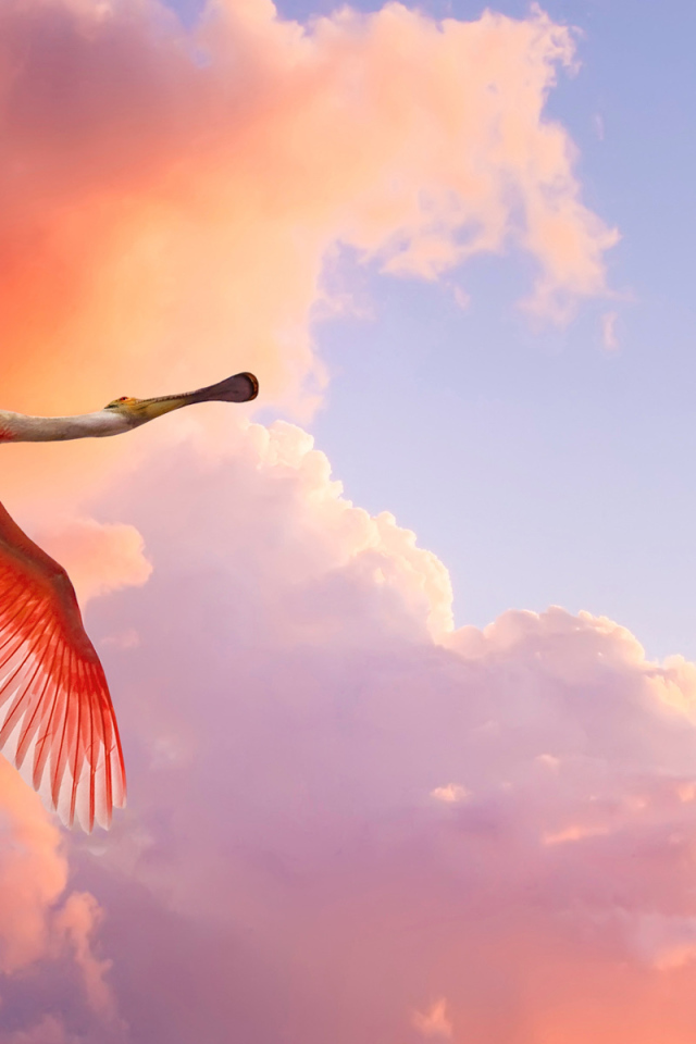 Красивое фото птицы