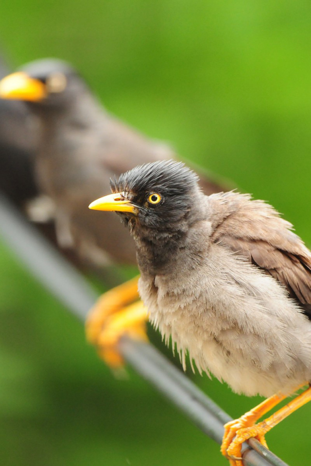 Птицы на проводе