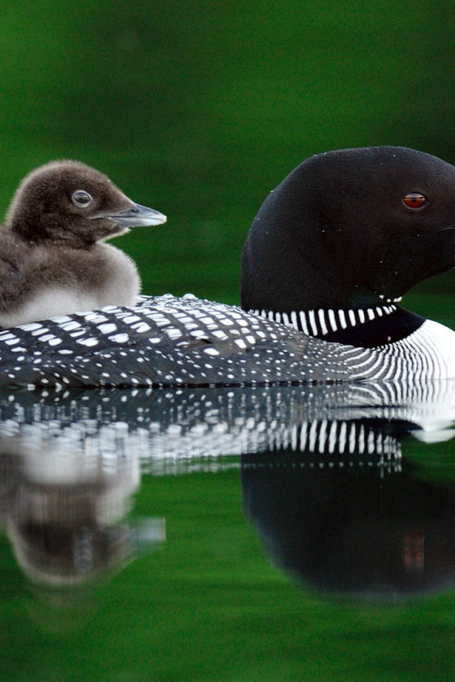 Птичка и птенец