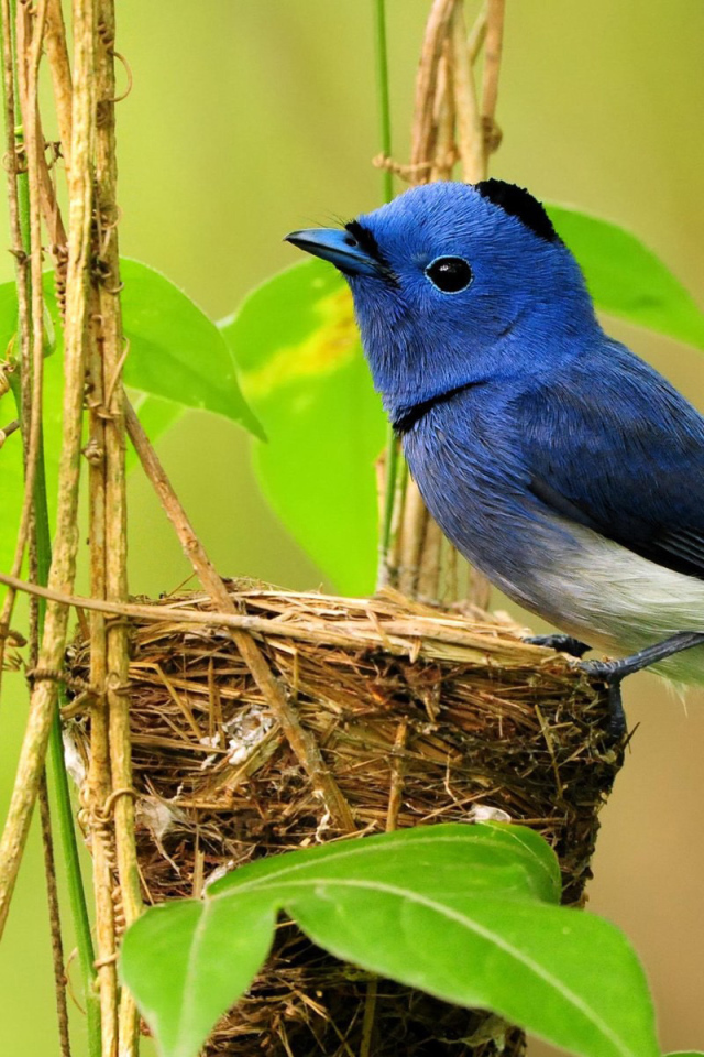 Птичка в гнезде