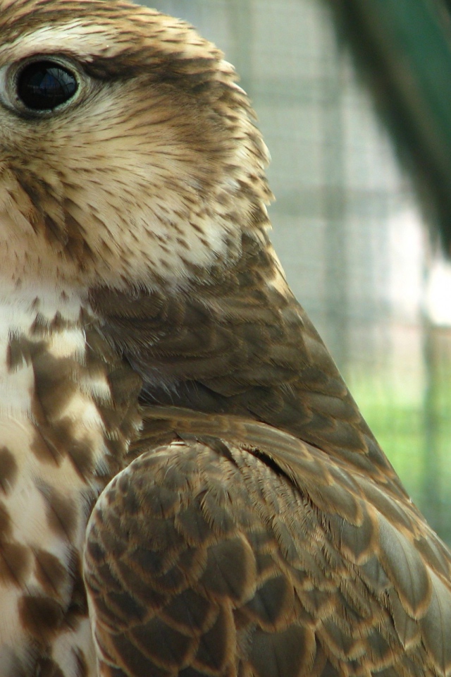 Хищная птица