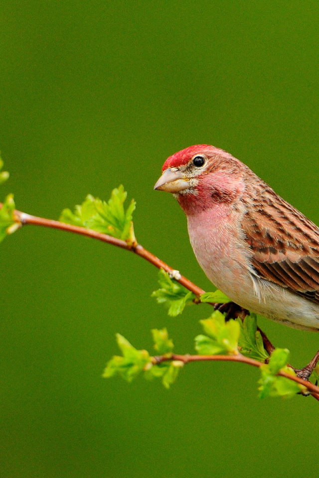 Птичка на ветке