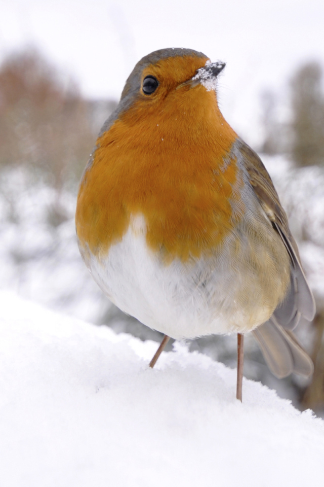 Птичка на снегу