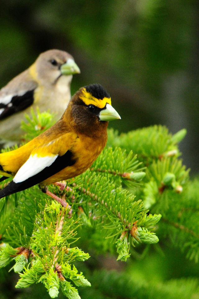 Птички на дереве