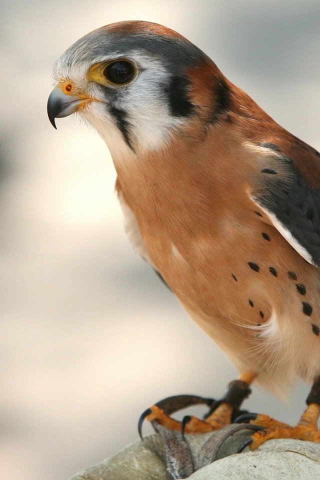 Крылатый хищник