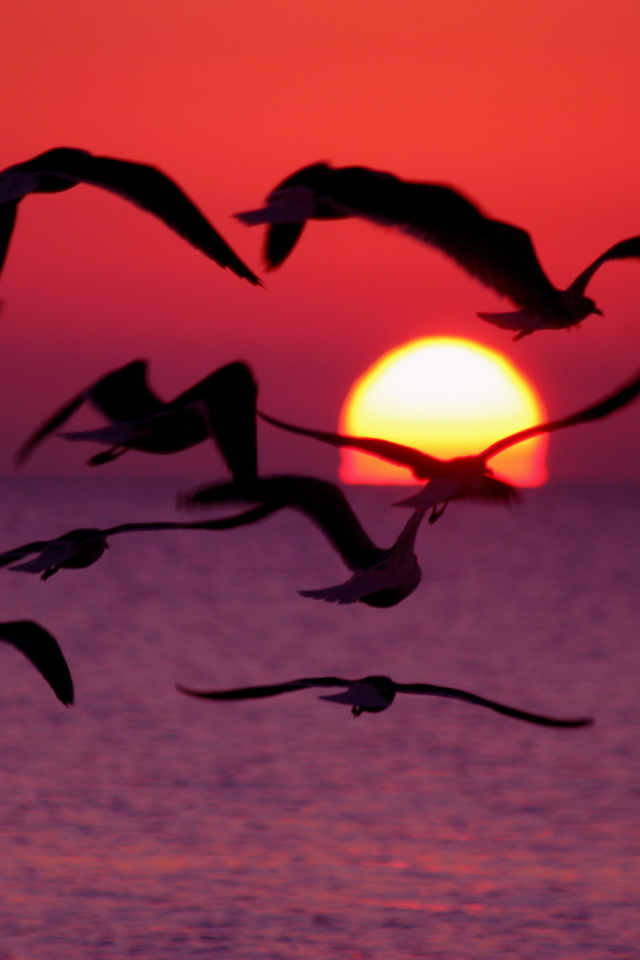 Птицы пророчество