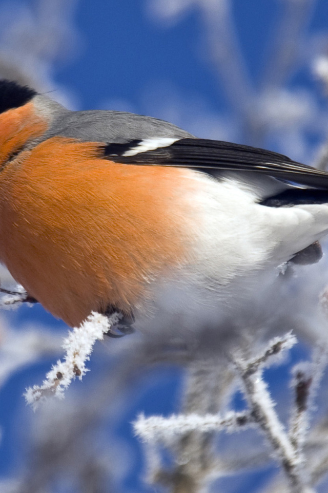 Снегирь на ветке
